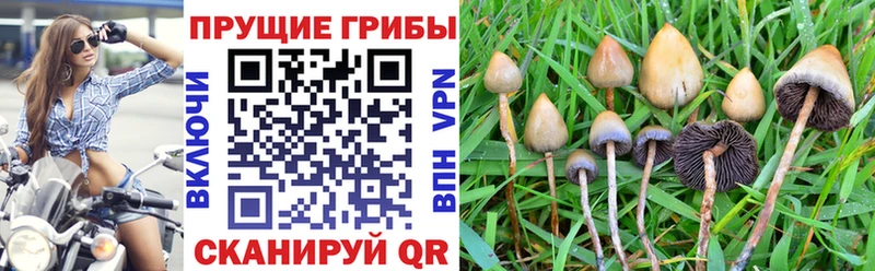 OMG рабочий сайт  Братск  Псилоцибиновые грибы Psilocybine cubensis 